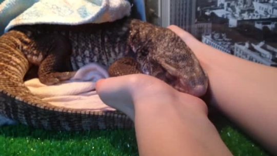 aeon-fux:  savannahlemur:  No No No! 🙀 Don’t take your hands. I feel so comfy. 💕🐊  ;_;