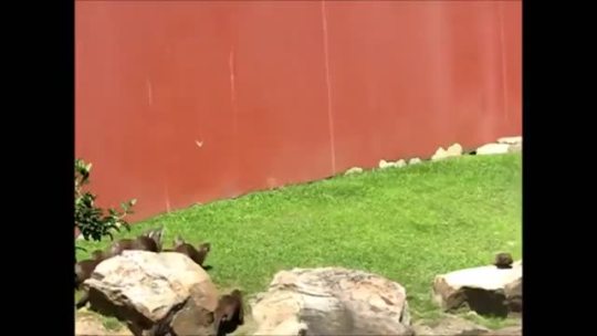 pepperree:  foxxytime:  gloomberrry:  otterpotterpics:  Otters chasing a butterfly. 😍  this is the type of quality content that I’m here for  pepperree i must see you do this!  I’ve made a terrible mistake.   OMG 