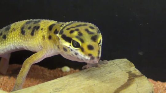 concepthuman: paintedreptile:   I was working upstairs when I hear one of our baby leopard geckos start screaming. Normally they only scream when threatened, but this particular guy screams at almost everything. Turns out there was a small fly in his