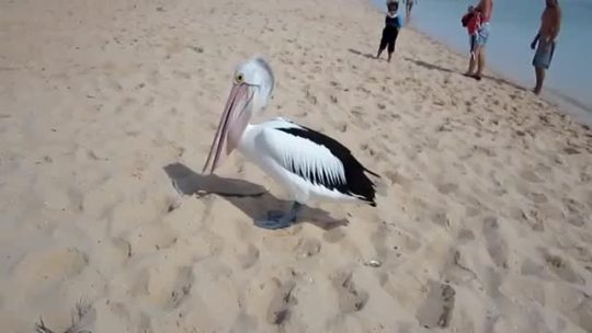frrostbytte:  felweed:  besturlonhere:  becausebirds:  Yawning pelican. [imgur]  gross  ok it’s been decided that pelicans are from hell  me
