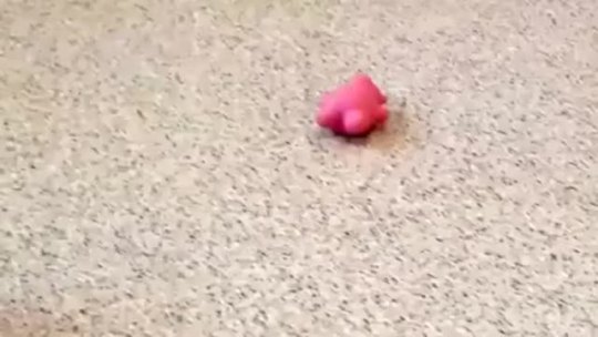 teach-me-how-to-buggy:  puppy95:  gwydderig:  Baby armadillo plays with his toy 