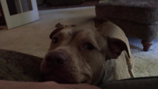 justahumann:  here we have a vicious pitbull being mad she’s not getting her butt scratched