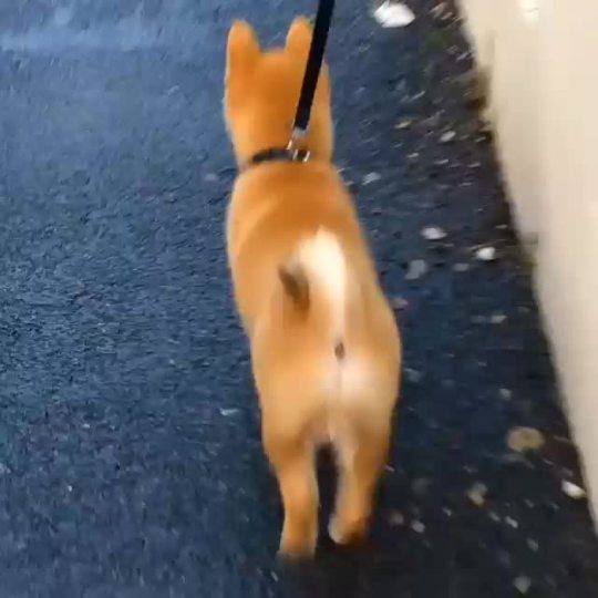 shiba-natsu:  📂 #tbt 📂 when I was 3-4 months old…. I was frightened by the