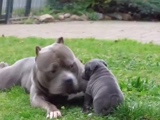 skysignal:  sadboybrigade:  i can’t handle this video like he looks so nervous about being a father but he’s trying his best and being so gentle with the little baby i’m lsjflsjflsjgahga  look at these cute pibble hippos oh my god