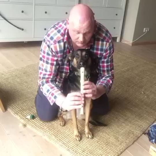 bunnyfood:  Dog plays the recorder.  porn pictures