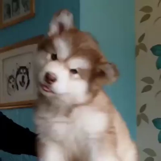 17yr:  Alaskan Malamute Puppy ©Stephanie DeanOriginal Video: https://www.youtube.com/watch?v=Hpck14U-CMchttps://www.facebook.com/teikota/videos/10155504860640133/