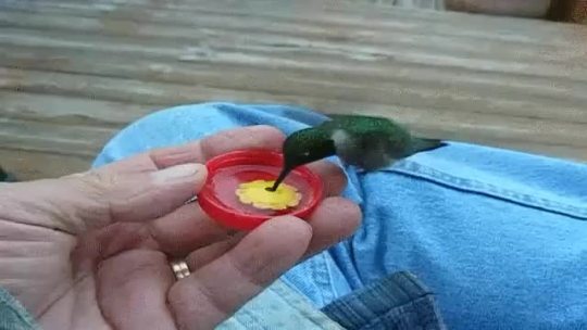 becausebirds:  Hummingbird rest stop. [imgur] porn pictures