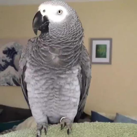 fluffyjd: stubbornseedling:  Among the smartest and longest lived animals we can ever hope to interact with and it was willing to learn this stupid trick to amuse its human friend. Thank you patient bird.  @cipherr 