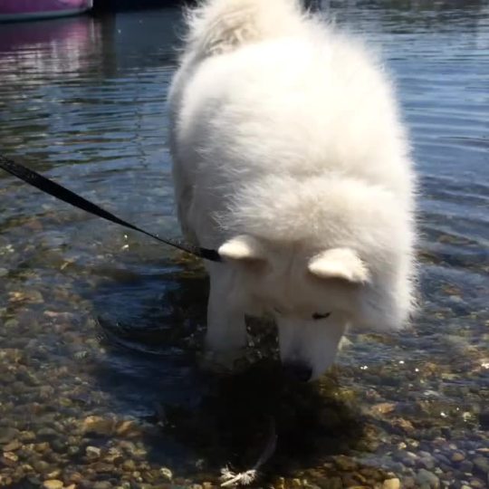 sweetlysyn:  skookumthesamoyed:  WATER FEATHERS: SLIGHTLY LESS TERRIFYING THAN DRY FEATHERS BUT JUST BARELY  This dog omg. So in love with it.