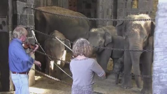 holmesianpose:  sunalwaysshining:  justtogetawayfromyou:  winepulse:  abcnews:    WATCH: We humans aren’t the only ones who like to dance to the soothing sounds of the violin. Pairi Daiza zoo in Belgium invited violinists to rehearse in front of these