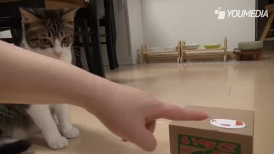 notlorenzo:  harshwhimsy:  shitpost-senpai:  Cat:FREE HIM!  this is the cutest shit ive ever seen  The cat learned to press the button, dead! I wanna show this for my section on behaviorism and operant conditioning. 