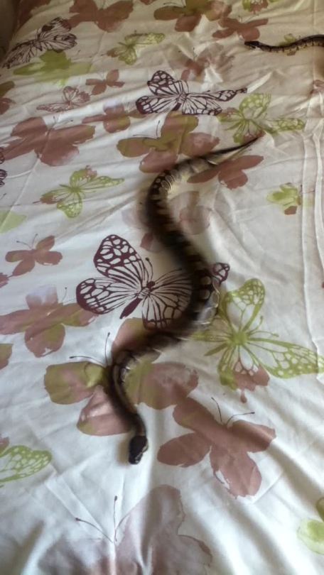 koolaidicecubes: owlmylove:   milesupshitcreek:  satin is a treadmill for snakes  please watch this   They’re probably so angry 