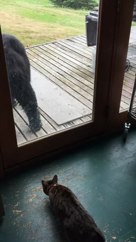 badgerofshambles:  thebestoftumbling:  house cat scares off bear  “That is the stupidest looking dog I’ve ever seen. I’m going to kick its ass.”