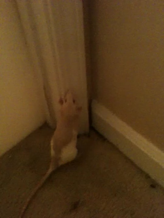 woggywoowoo: We’ve had Daisy and her sister for less than two weeks, and they are some of the smartest rats we’ve ever seen. Especially Daisy. She has learned how to shimmy up the wainscoting. None of our other rats ever considered doing something