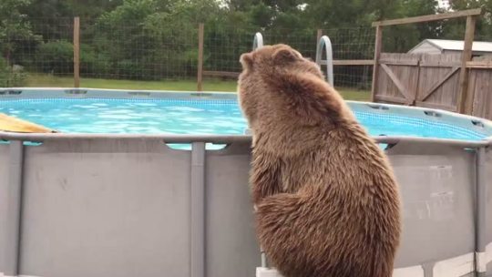dlubes:  bananashemmo:  thebestoftumbling:  grizzly bear having a swimI’ve been laughing for ten minutes straight  Bears are so weird I always forget they exist. They’re like dog humans  Wtf is a dog human.