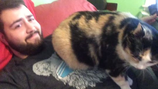 ineptbox:  She took it upon herself to sit on me while kneading.
