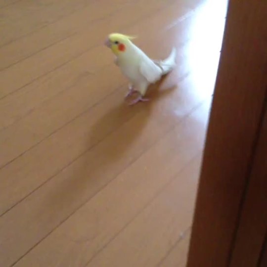 relay314:  bbbraket:  this bird is singing the chocobo music, which makes it a chocobo irl (source: https://twitter.com/kanmiQ/status/616780311263735809)   chocotiel is my favorite bird ever! (人 •͈ᴗ•͈)