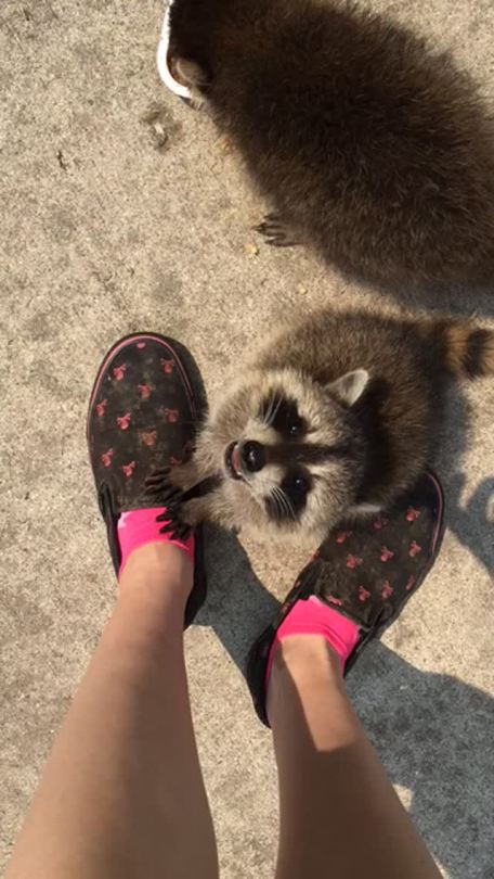 raccoon-mom: Baby raccoon eating a grape D’aww, lookit the little trash panda~!