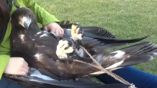 boneswolf:  youwantmuchmore:  iaresolar:  thebestoftumbling:    golden eagle having a relaxing time    PRECIOUS EVOLVED FLYING DINOSAUR  This is the world’s largest flying Engine of Murder marveling at the fact that it can actually have its tummy rubbed.