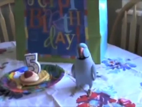 bratcandy2:  pachycephalosaurass:  becausebirds:  Marnie has the cutest birthday ever.  [follow Marnie on YouTube]  ITKISSESTHE STUFFEDANIMALSAND TELLS THEM IT LOVES THEM  “what are ya doing?? …….i love you!“🐤💛💛   THIS IS TOO PURE