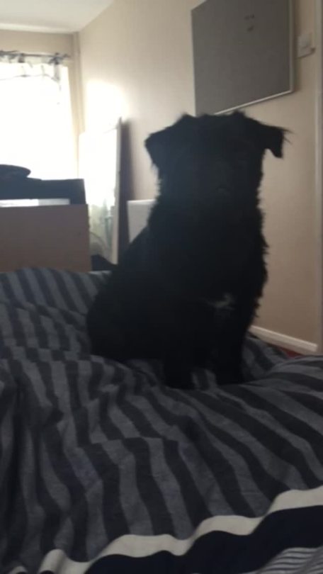 showyoursupport:  Pig play time this morning.  Omg this is the cutest thing ever