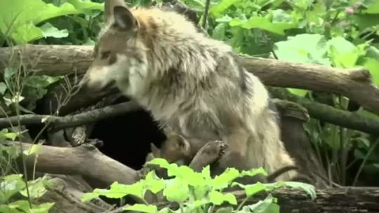 Porn wolveswolves:  Rare Mexican gray wolf cubs photos