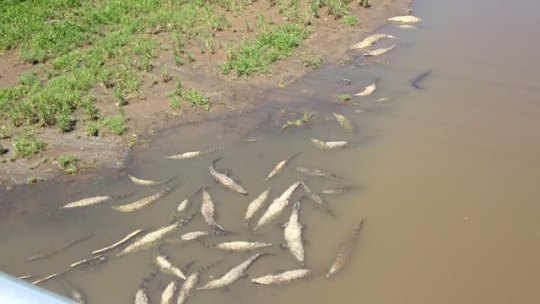 crocodile bridge in costa rica