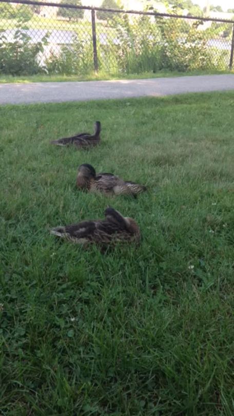 Cute family of ducks come relax with us