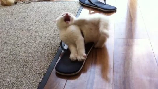 thebestoftumbling: Kitten vs Sandal  