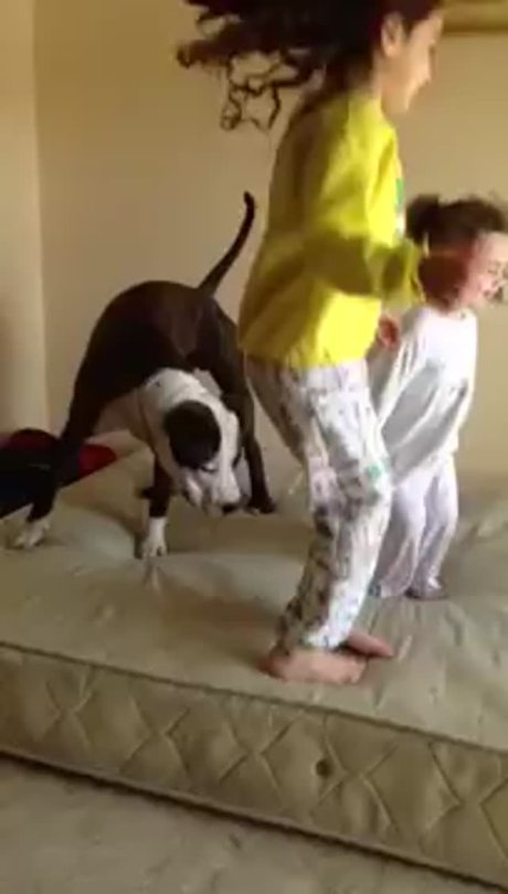XXX thebestoftumbling:girls teaching dog to bounce photo