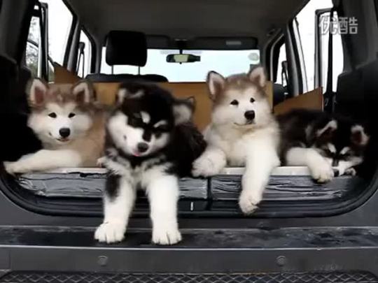 scarves-and-jumpers:  fancyhatdetective:  thebestoftumbling:    Malamute puppies struggling to comprehend music    AAAAAAAAHHHHHHHHHHHH  Help me