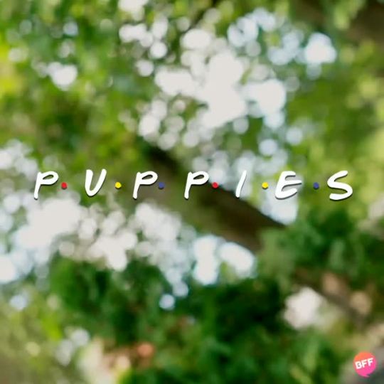 buzzfeed:yrbff:  We shot-for-shot remade the “Friends” opening with PUPPIES, because OF COURSE WE DID. More info on the pups here!   omg