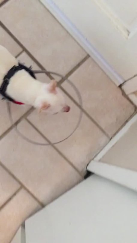 thebestoftumbling:  Blind Chihuahua tests out his new bumper harness 