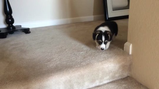 thebestoftumbling: Puppy trying to go down stairs for the first time