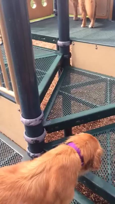 humorous-german:  raygunbradbury:  authenticphantrash:  thebestoftumbling:  Golden Retriever shows puppy how to use slide  BEST THINg eVER  THIS IS MY FAVORITE  emmisnake hunny-bunns imsherlockedinlovewithyou cuts-on–her-wrists edgarallenpussydestroyer