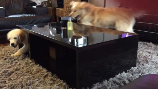 thebestoftumbling:    golden retriever puppy outsmarting his big brother   