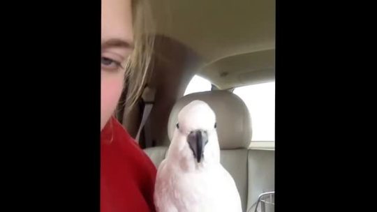 thebestoftumbling:  cockatoo peekaboo 