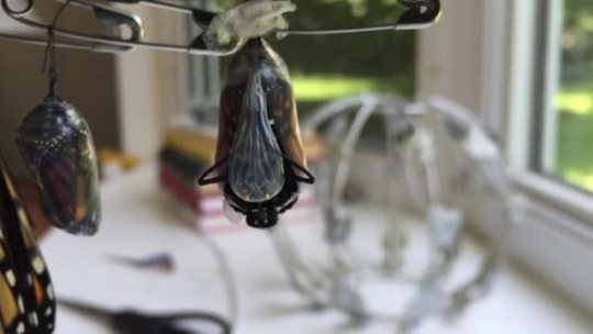 toomanymonarchs:  Monarch butterfly hatching from its chrysalis in real time. 