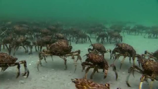 ikaricrossinglines:  crabs:  spand:  telediagnosis:  Support the troops   crabs 
