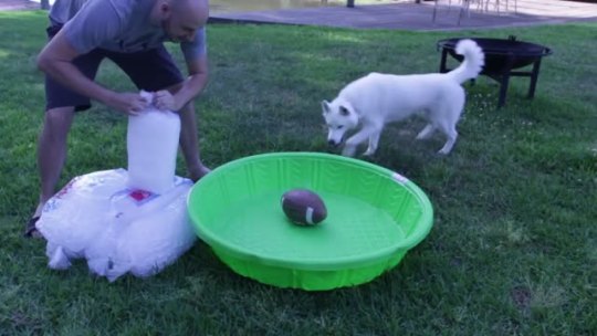 black–lamb:  enclave-oil-rig:  yumikuri:  slush puppy  this is actually what you should do for huskies when you live in hot places. Keep their coats trimmed short and give them a pool of ice to play in  he’s so excited!!!!! 