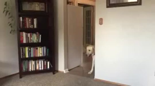 thisishowthebeatdrops:  thebestoftumbling:  dog conquers fear of doorways   OH MY GOD BABY, YOU BIG FUCKING DORKNO, I CAN’T COPE WITH YOU 
