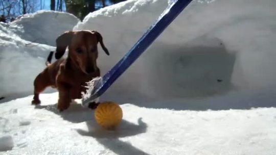 thebestoftumbling:  playing hockey with dachshunds 