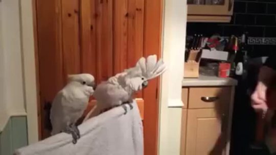 midorieyes:  becausebirds:  One cockatoo LOVES Elvis, the other…not so much.    [Mark Muldoon on YouTube]  when your jam comes on but it’s not your friend’s jam 