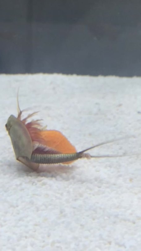 invertebrates:  cultofplush:  nami-sore:  My little friends love carrots! They don’t even care about anything they just wanna nibble the carrots  precious water kitten  oh no.. i want some triops now….. 