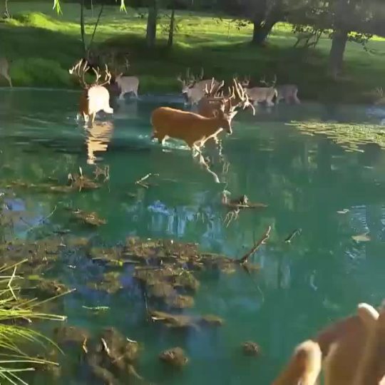 yabitchdaddy: trebled-negrita-princess:  thahalfrican:  mrcincity:  himynameisrollin:  theantiquesoul:  ntbx:  dookiediamonds:  drunkwatchingspongebob:  This is really special  The deer in the middle like “ yall don’t see this nigga recording us…
