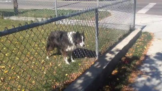 justa-littlepup: unboundblackboi:  thebestoftumbling:  clever dog tricked me into game of fetch  I’m so emotional right now   Smartest dog ever   Con artist 😂😂