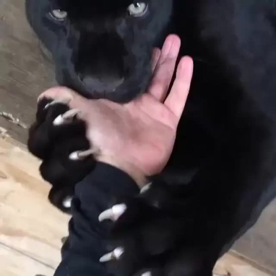 ayellowbirds:  awwdorables:    He’s teething and loves hands.    this is probably one of the most magnificent things a human being could ever experience. Look at this giant baby and his terror claws. 