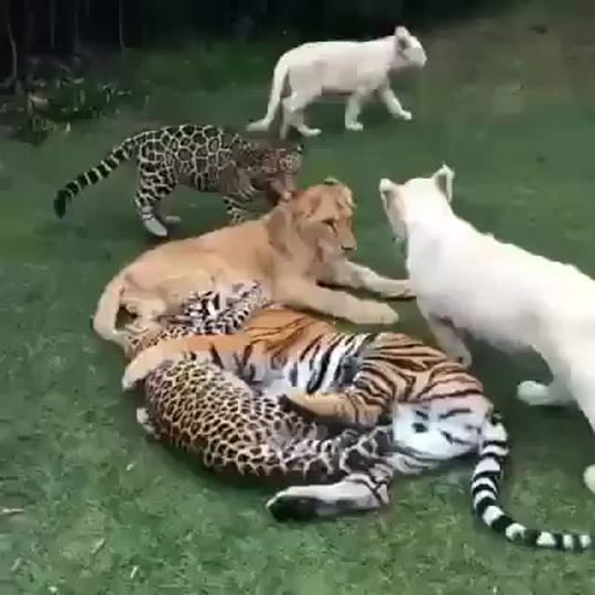 veryfemmeandantifascist:  roisinlikesbooks:  songofkeys:  danudaine:  hallowedhorrors:  everythingtigers:  thebestoftumbling:  big cats playing  This isn’t just tigers obviously but I think it’s amazing how even though they aren’t the same species
