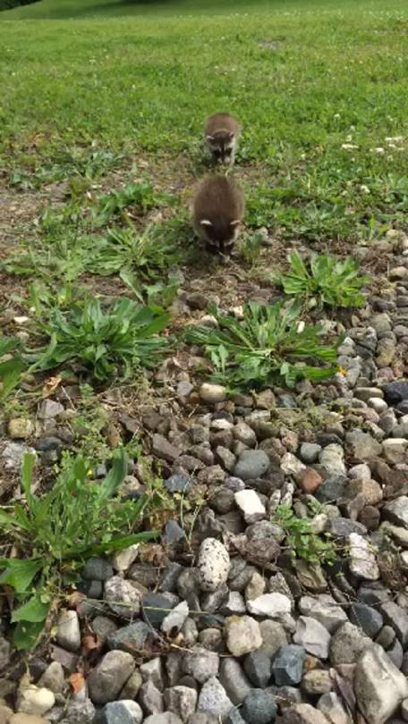 raccoon-mom: Baby raccoon waddles