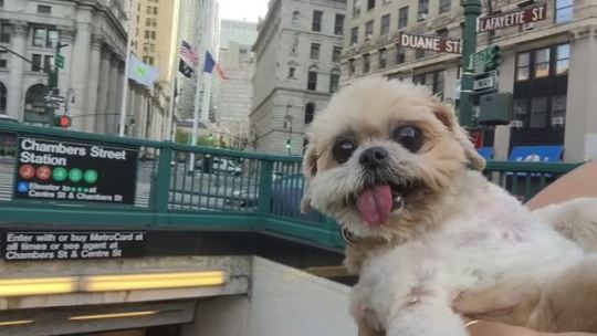 kingstupid:  hermionejg:  marniethedog:  took the train 2day  I don’t know what I even just watched but it really prepared me for the day.  always 